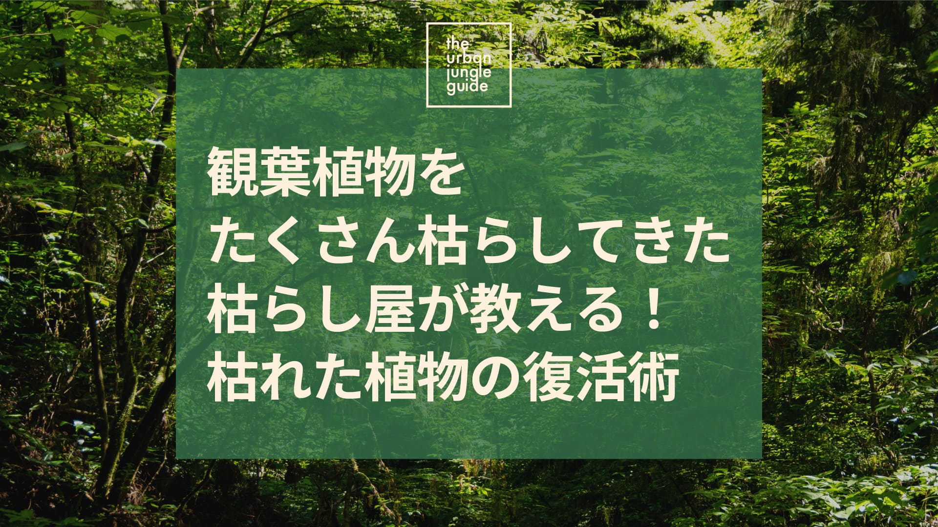 観葉植物をたくさん枯らしてきた枯らし屋が教える！枯れた植物の復活術