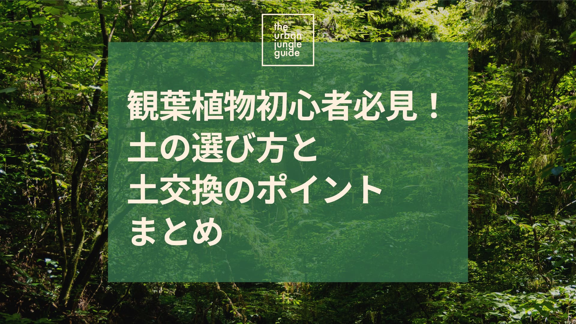 観葉植物初心者必見！土の選び方と交換のポイントまとめ