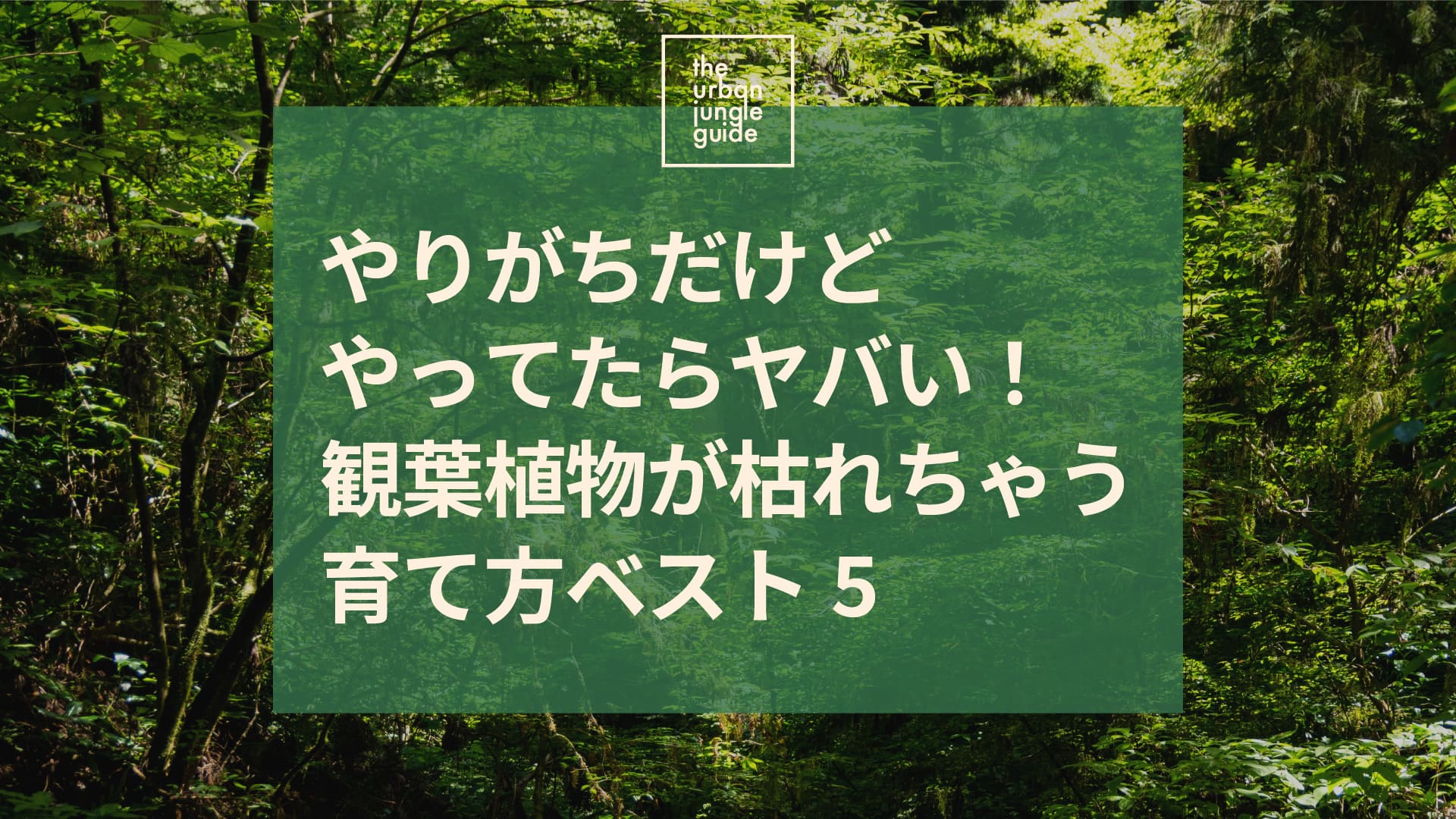 やりがちだけどやってたらヤバい！観葉植物が枯れちゃう育て方ベスト5