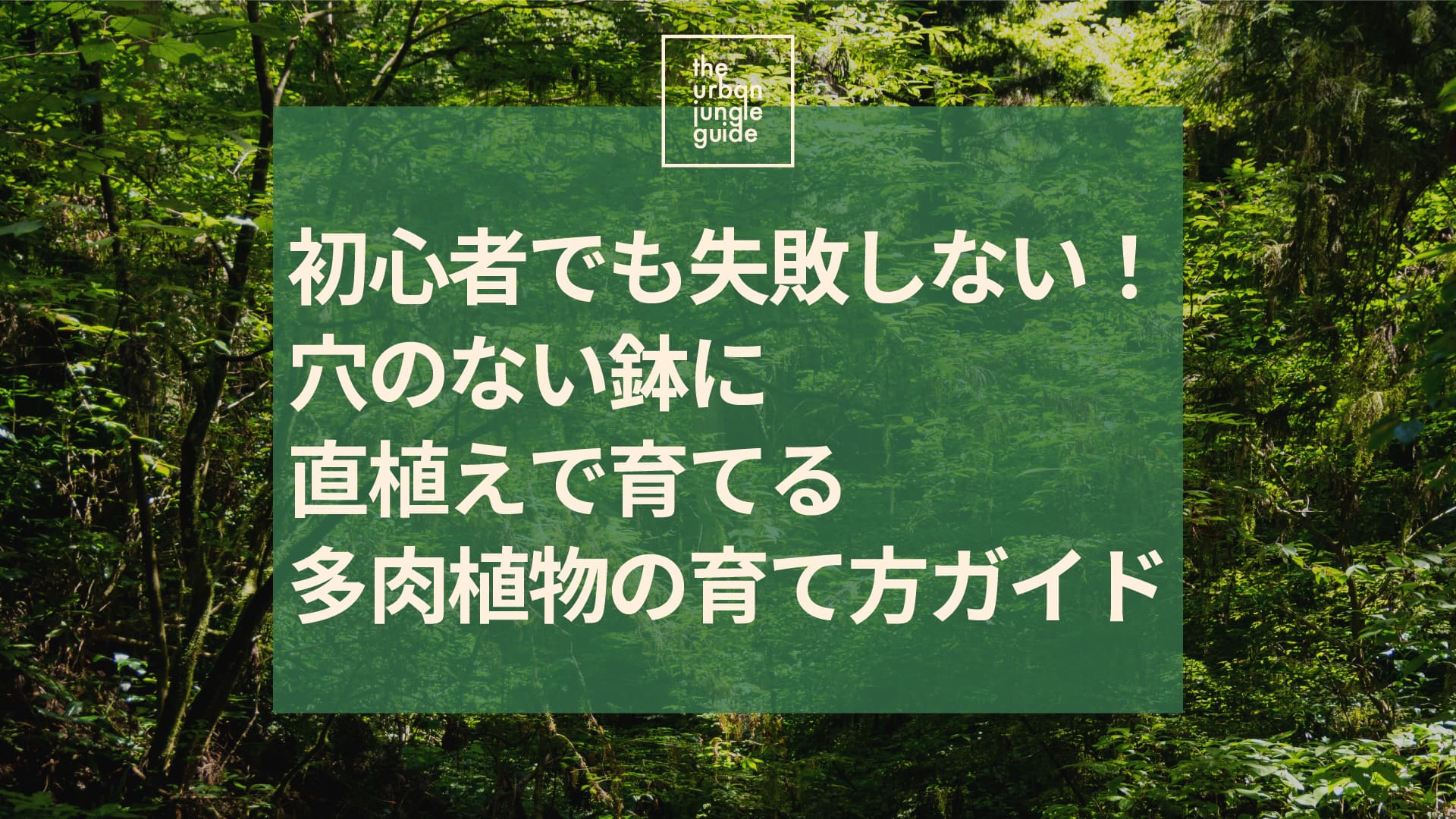 初心者でも失敗しない！穴のない鉢に直植えで育てる多肉植物の育て方ガイド