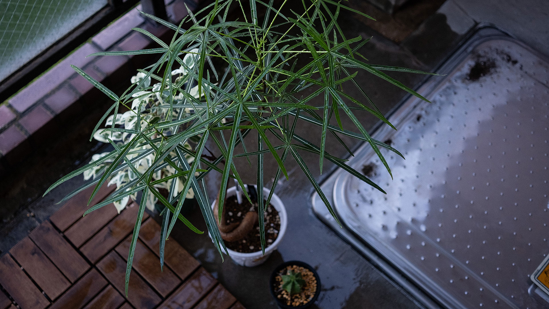 真夏の観葉植物への水やりは夕方など涼しい時間にやりましょう