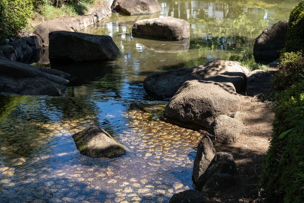 スズメも水浴びしてました