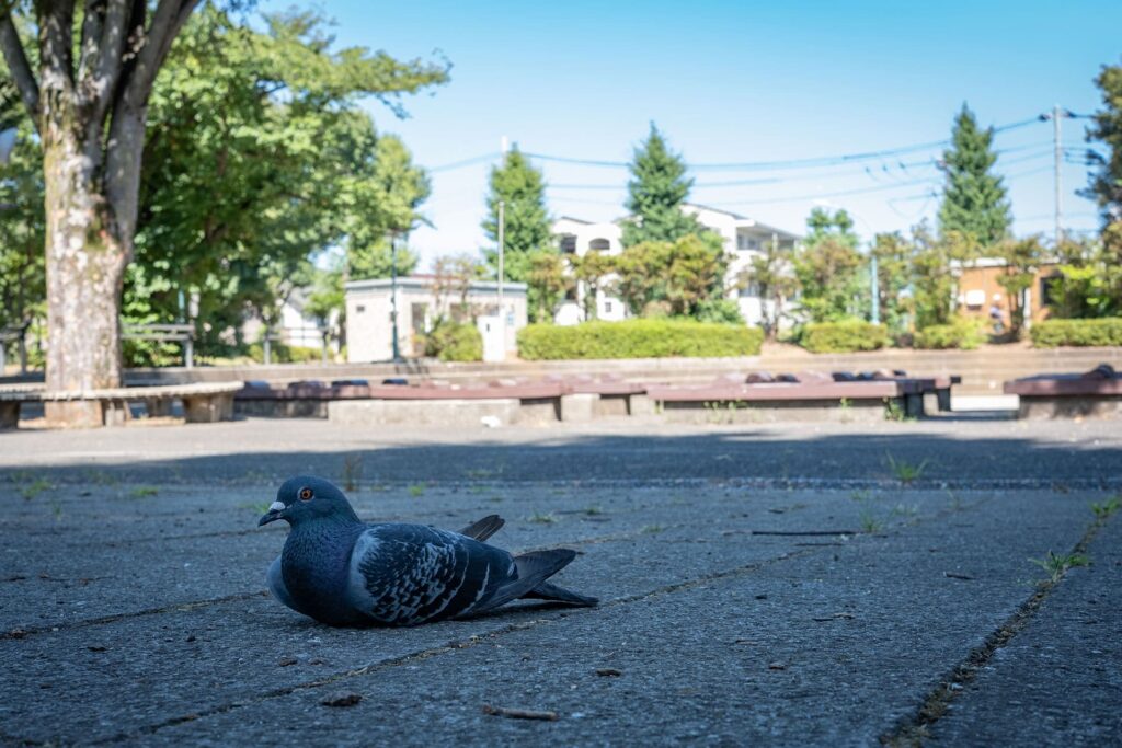 鳩も日陰で休憩するくらい暑い。近づいても全く逃げません