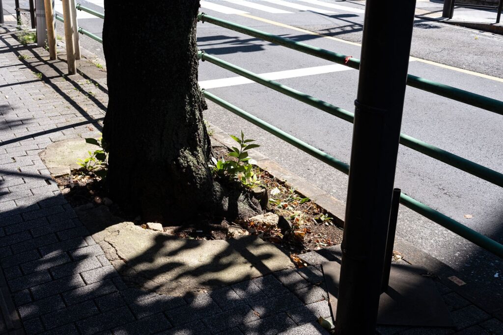 植物の生命力は本当すごい