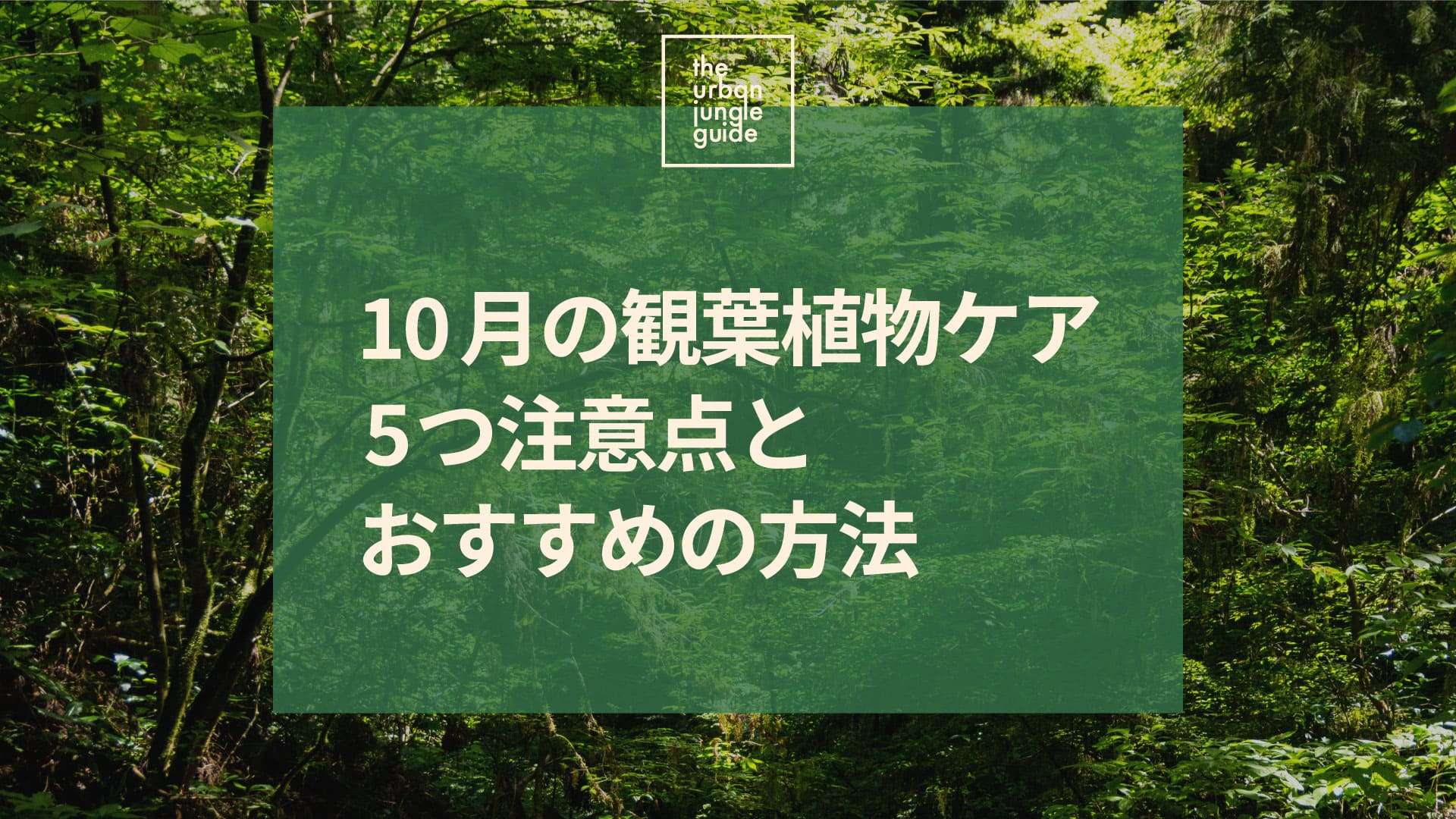 10月の観葉植物、どうケアする？ 秋の5つ注意点とおすすめのケア方法