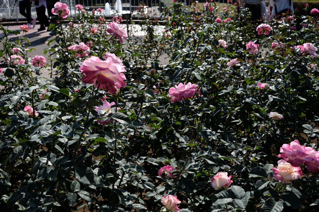 入ったら早速の薔薇。なんか花束のイメージが強くて、こんなに葉っぱが多いとすら知らなかった