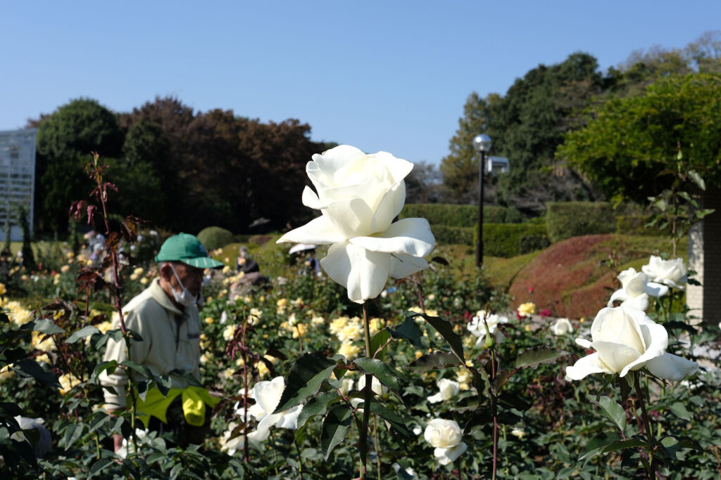 白い薔薇。全部品種が違っていて名前を覚えられないくらい多かった