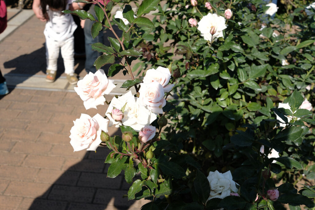 花びらの形が一番イメージ通りの薔薇って感じたやつ。