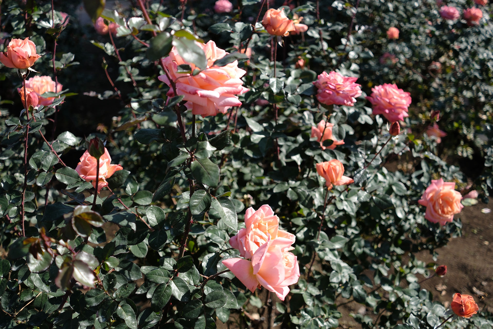 色鮮やかな花もあれば、淡い色のものもあって言われないと薔薇だとは思えない