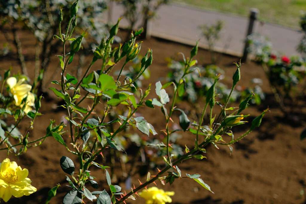 グリーンファイヤだったかな？蕾が炎みたいになっててカッコ良い。花の色は黄色なのになんでグリーンファイヤーなんだろう？