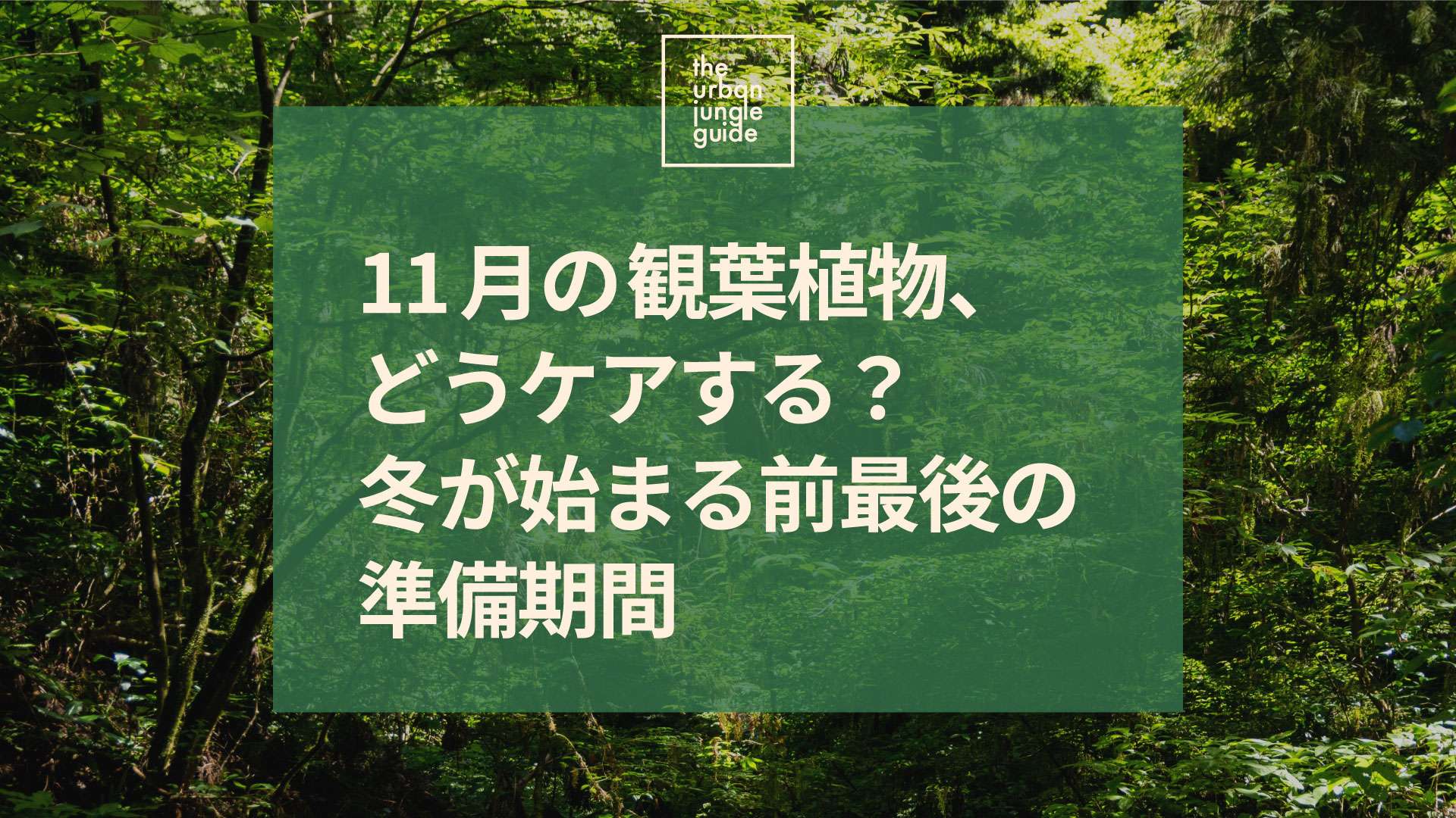 11月の観葉植物、どうケアする？ 冬が始まる前最後の準備期間