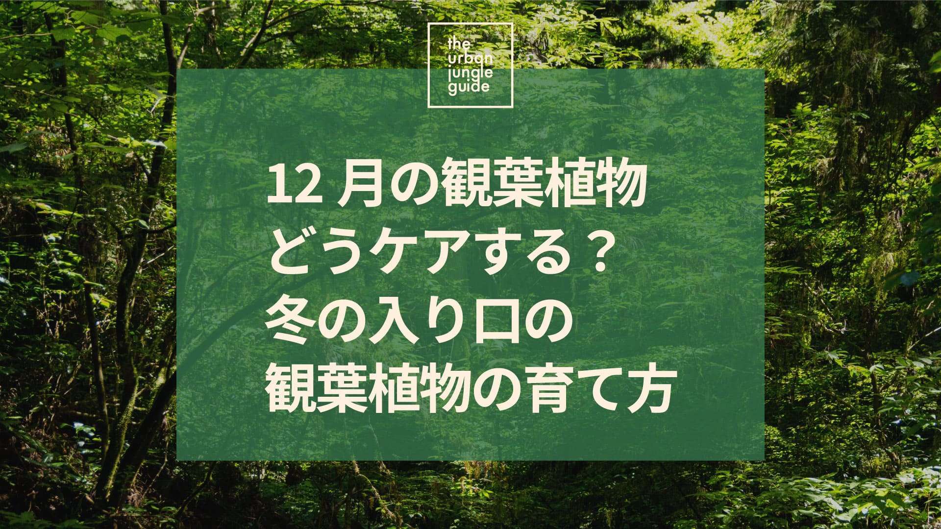 12月の観葉植物、どうケアする？冬の入り口の観葉植物の育て方